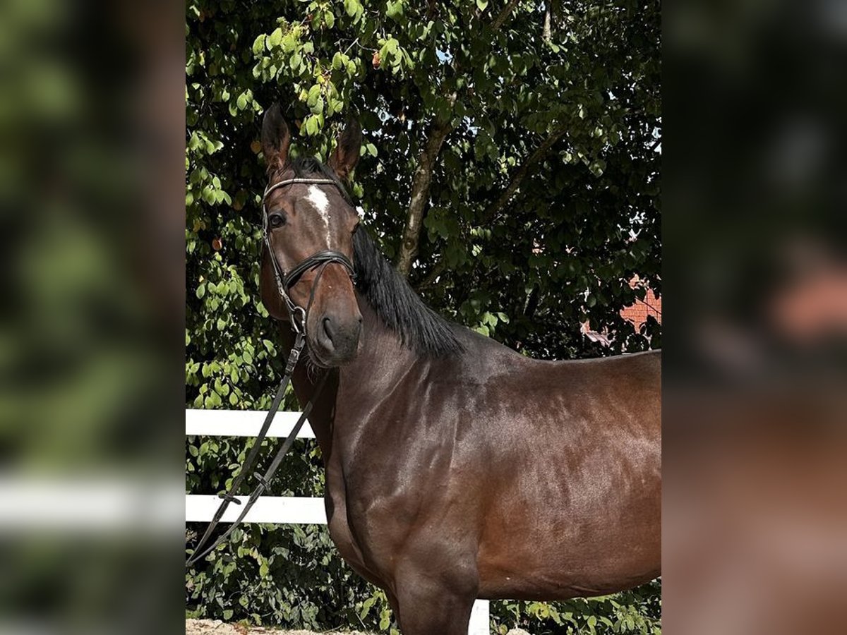 Hannoveraan Ruin 6 Jaar 175 cm Donkere-vos in Allershausen