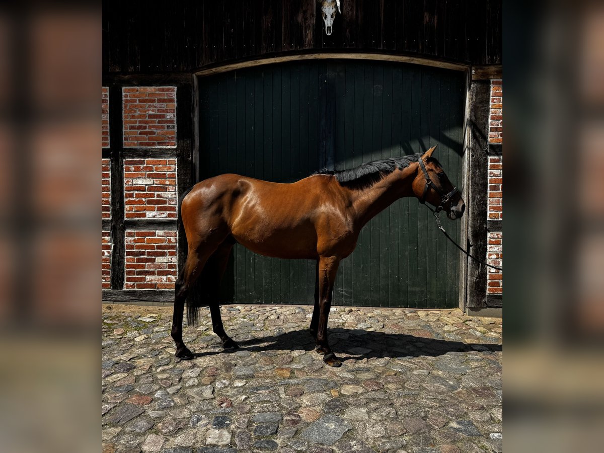Hannoveraan Ruin 7 Jaar 165 cm Bruin in Hanstedt