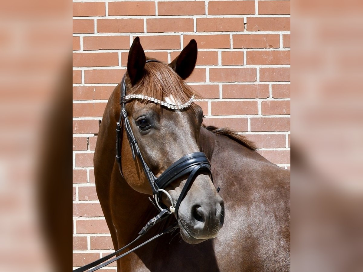 Hannoveraan Ruin 7 Jaar 165 cm Vos in Bomlitz