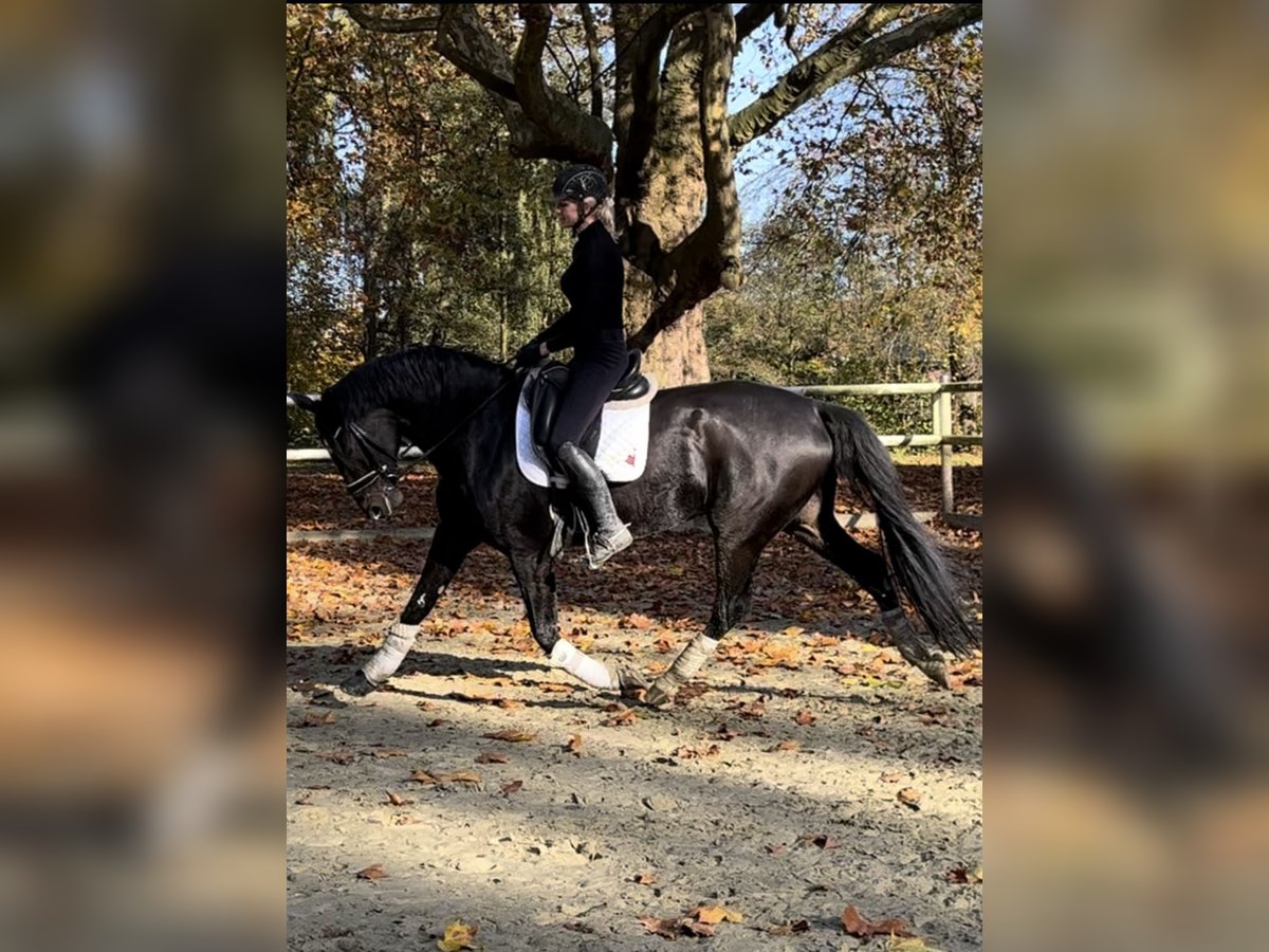 Hannoveraan Ruin 7 Jaar 165 cm Zwartbruin in Hamm