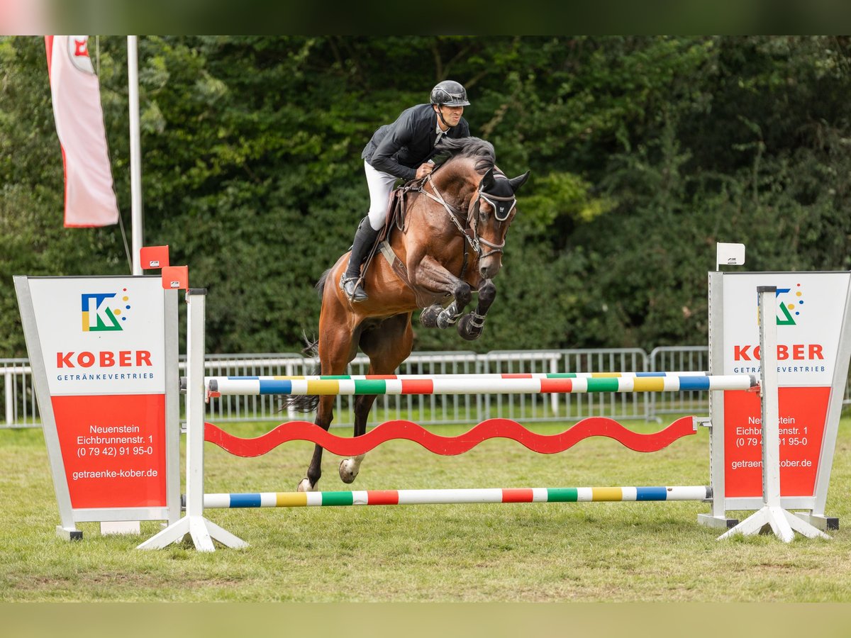 Hannoveraan Ruin 7 Jaar 168 cm Bruin in Leutershausen