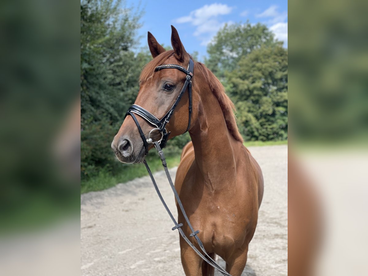 Hannoveraan Ruin 7 Jaar 168 cm Vos in Wahrenholz