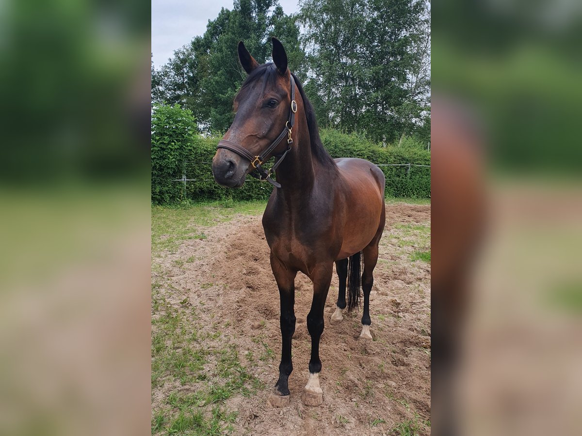 Hannoveraan Ruin 7 Jaar 169 cm Bruin in Friedeburg