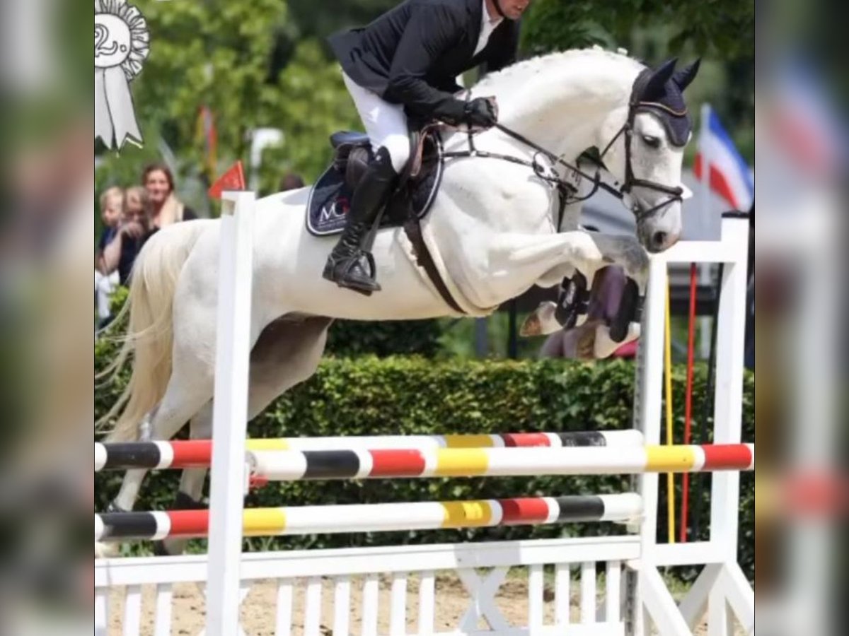 Hannoveraan Ruin 7 Jaar 170 cm Schimmel in Willich