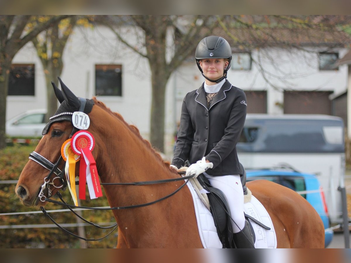 Hannoveraan Ruin 7 Jaar 173 cm Vos in Seesen