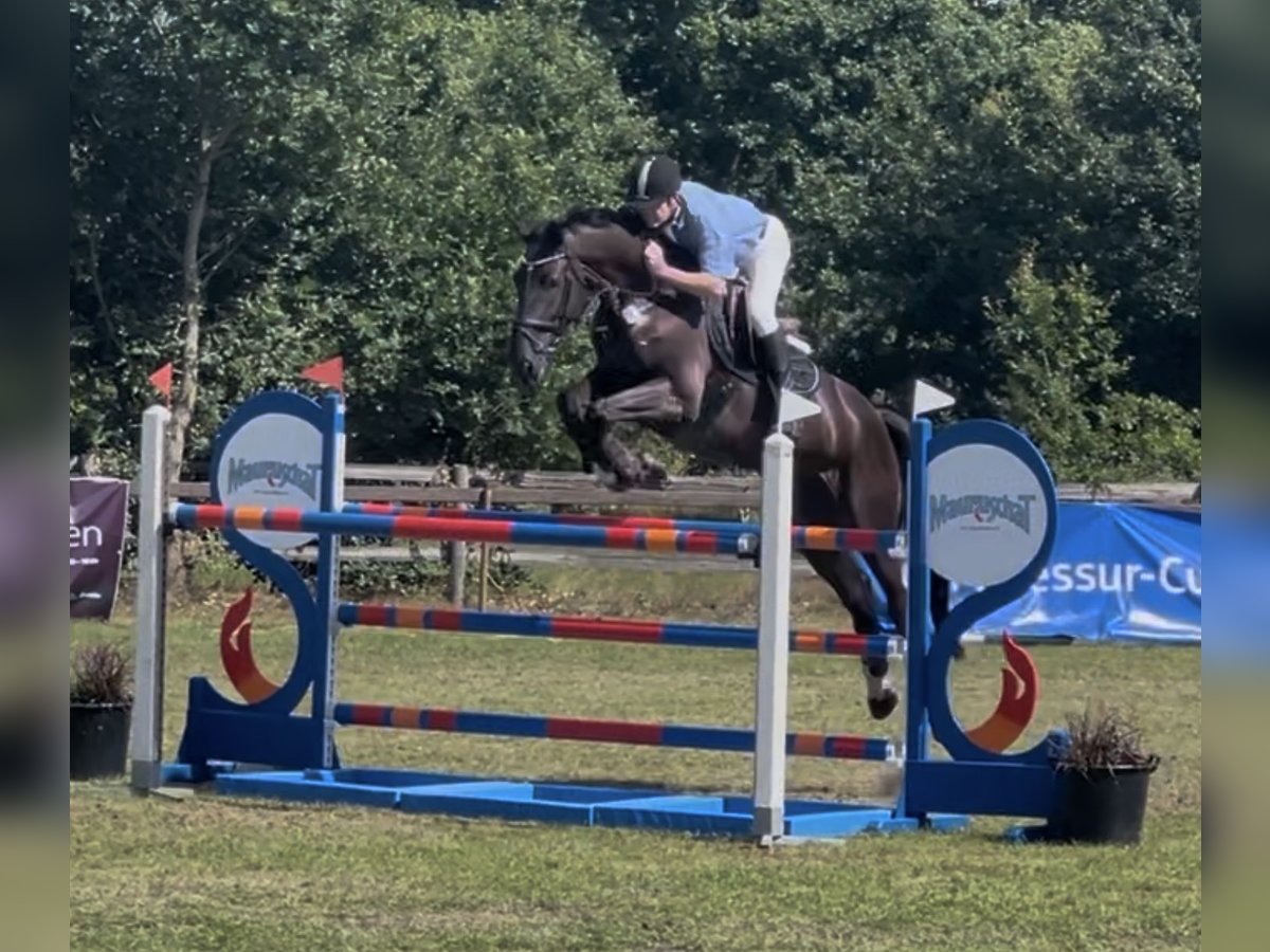 Hannoveraan Ruin 7 Jaar 178 cm Zwartbruin in Schee&#xDF;el