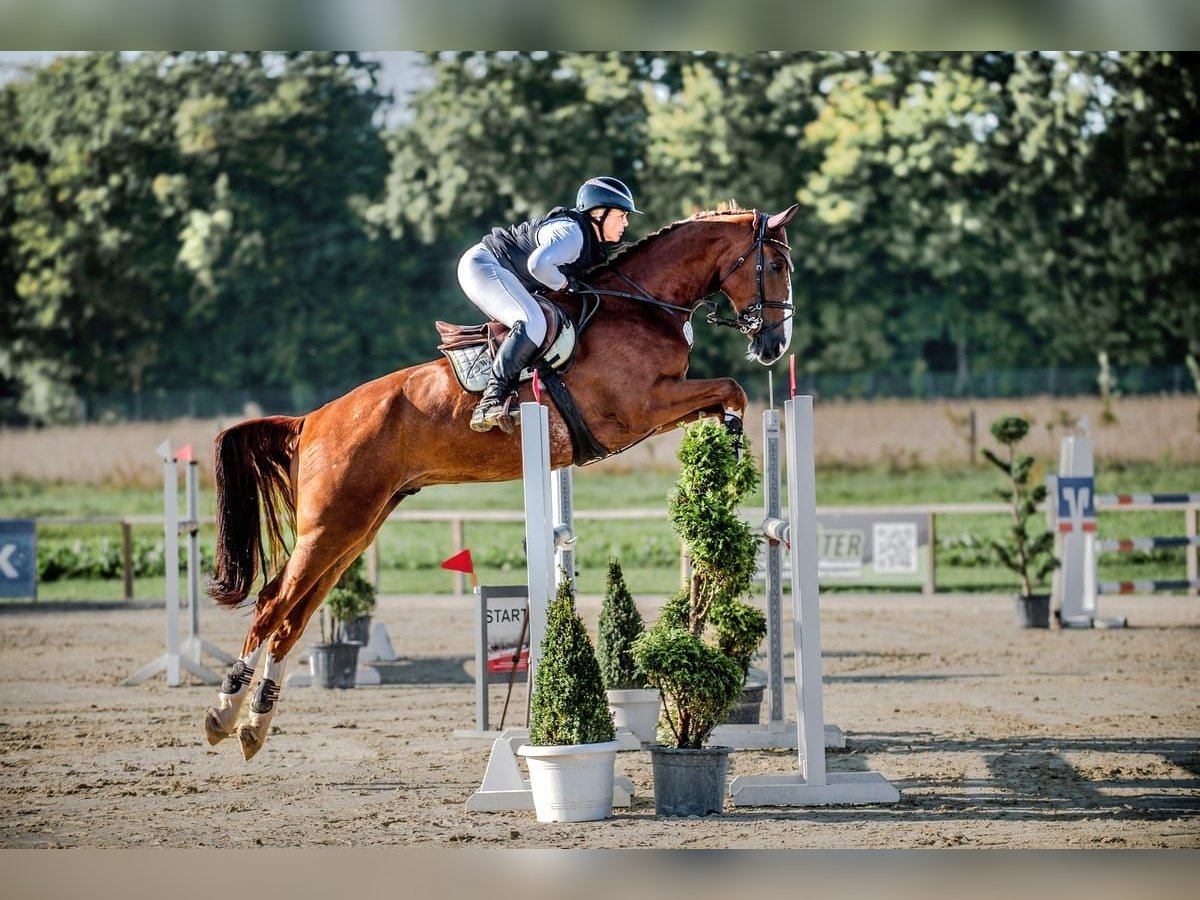 Hannoveraan Ruin 7 Jaar 179 cm Vos in Bielefeld
