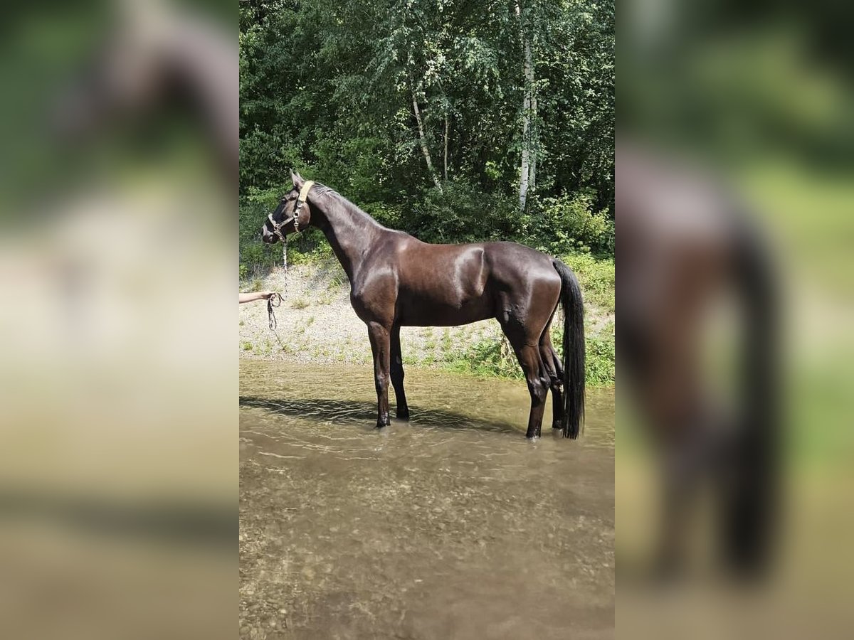 Hannoveraan Ruin 7 Jaar 186 cm Zwart in Eurasburg