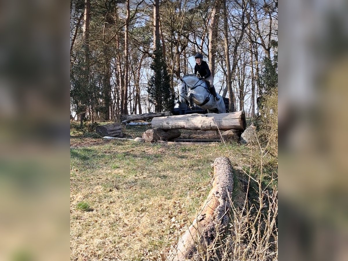 Hannoveraan Ruin 8 Jaar 164 cm Appelschimmel in Syke