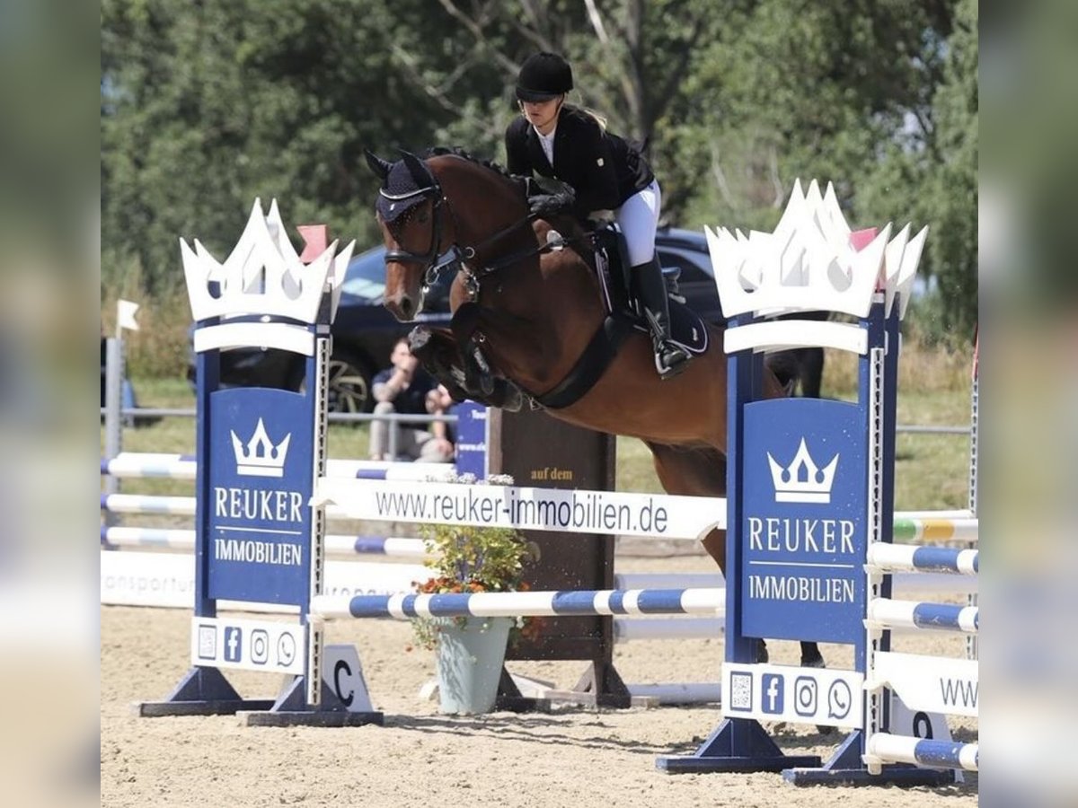 Hannoveraan Ruin 8 Jaar 164 cm Bruin in Braunschweig