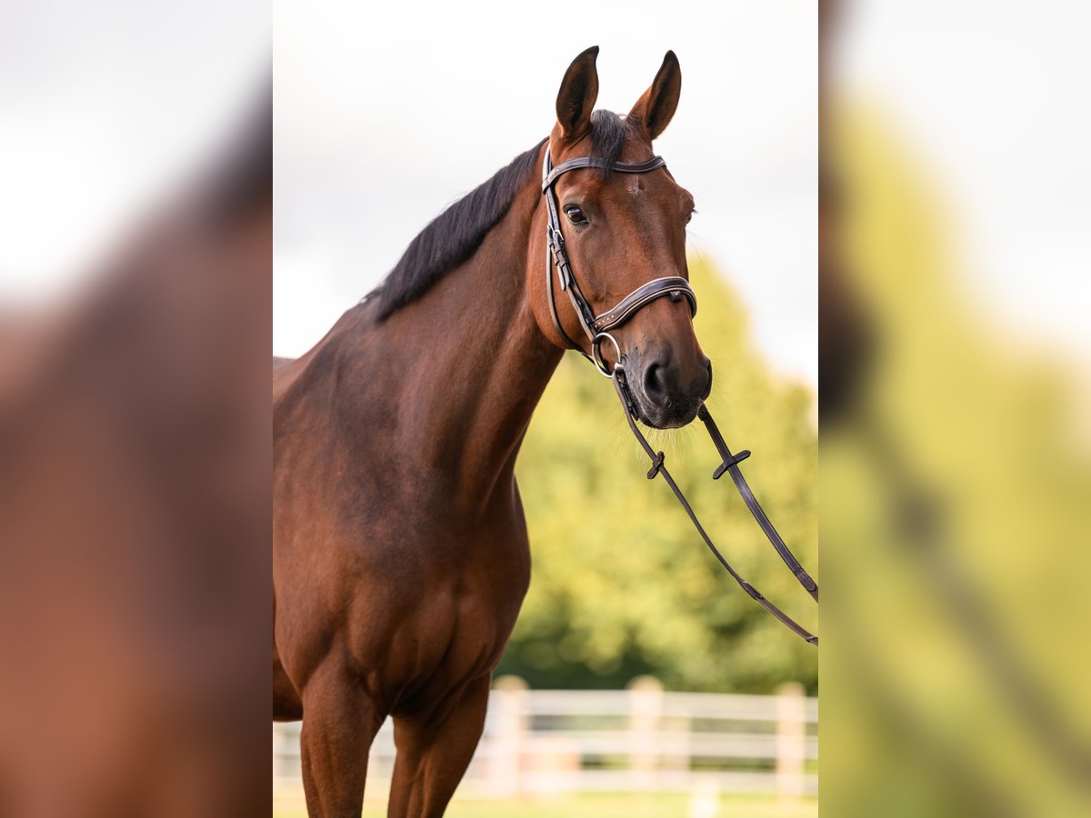 Hannoveraan Ruin 8 Jaar 167 cm Bruin in Bergheim