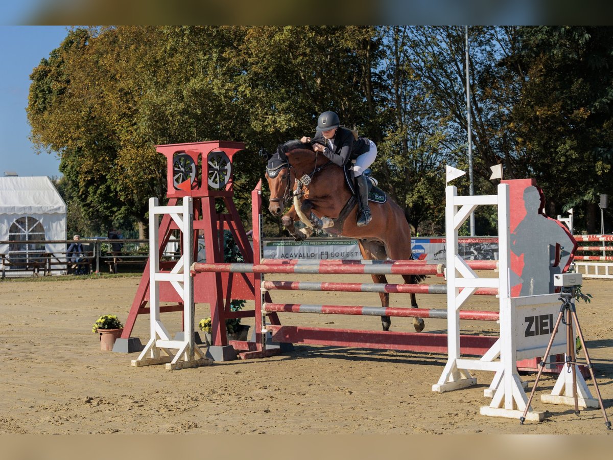 Hannoveraan Ruin 8 Jaar 167 cm Bruin in Waltrop