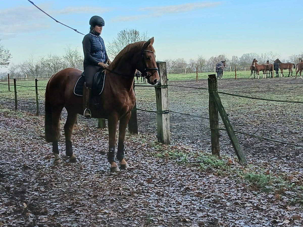 Hannoveraan Ruin 8 Jaar 167 cm Vos in Barenburg