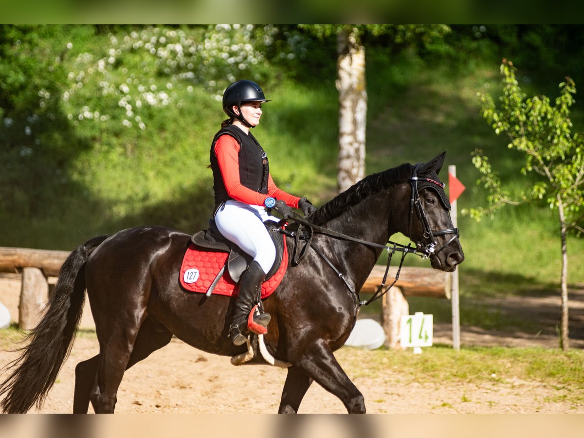 Hannoveraan Ruin 8 Jaar 168 cm Zwart in Lübeck