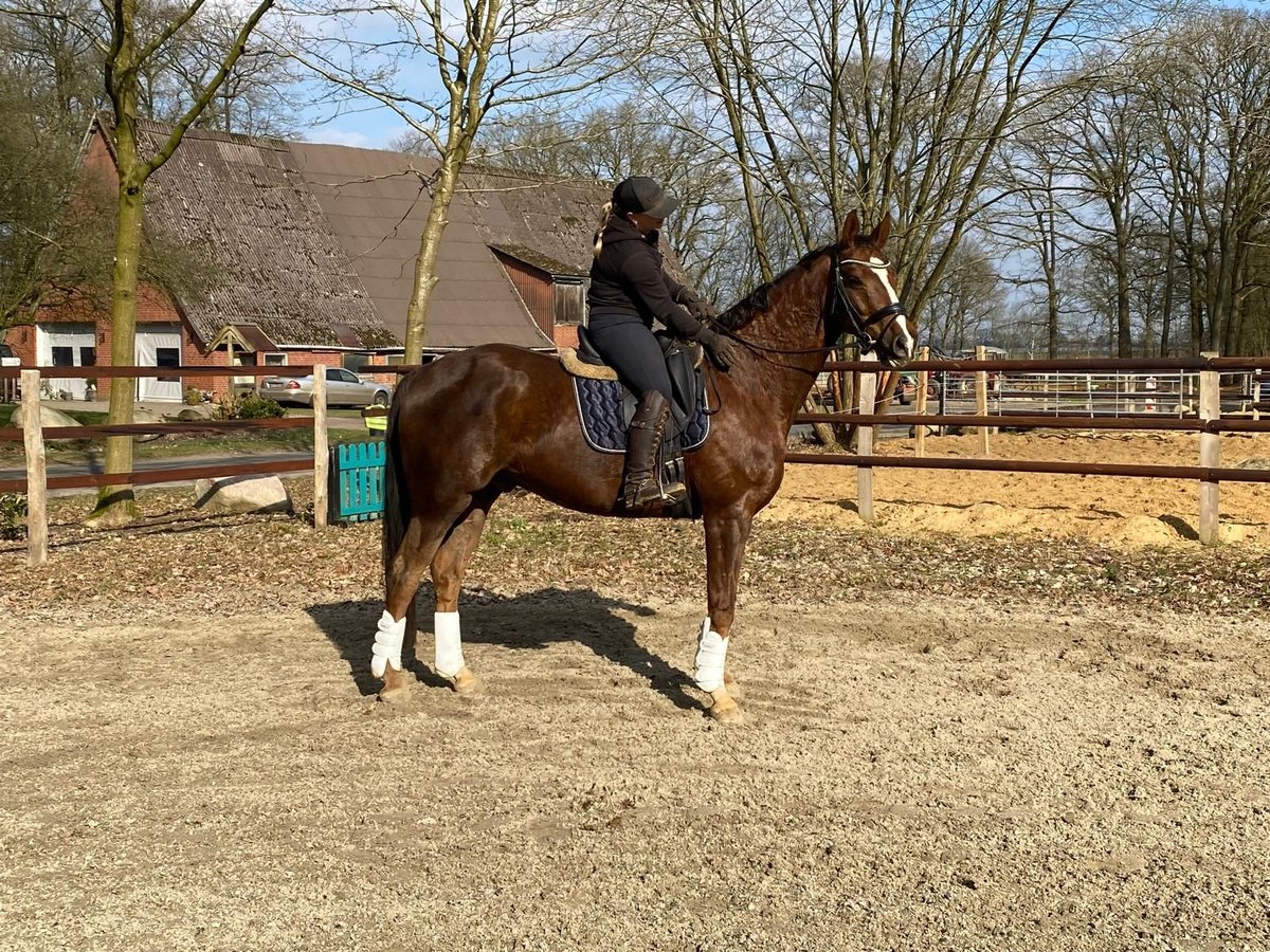 Hannoveraan Ruin 8 Jaar 170 cm Donkere-vos in Kutenholz