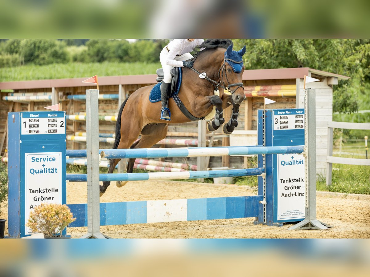 Hannoveraan Ruin 8 Jaar 173 cm Bruin in Krauchenwies