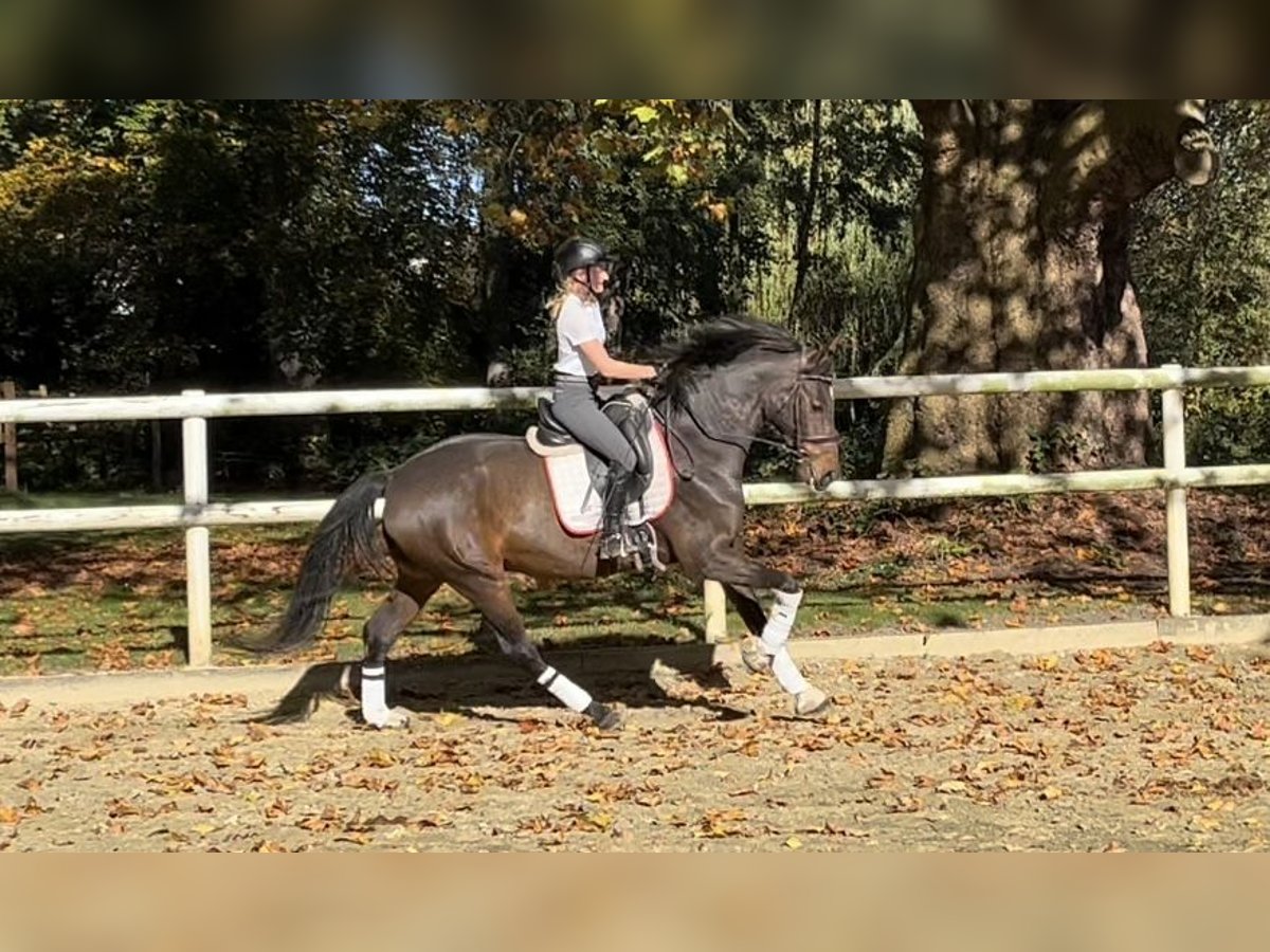 Hannoveraan Ruin 8 Jaar 173 cm Donkerbruin in Hamm