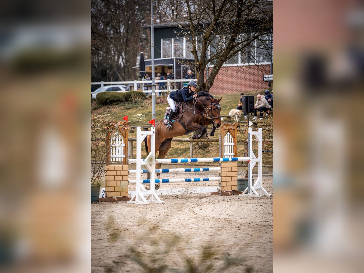 Hannoveraan Ruin 8 Jaar 175 cm Bruin in Wachtberg