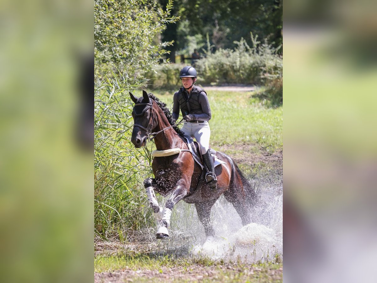 Hannoveraan Ruin 9 Jaar 168 cm Zwart in L&#xF6;rrach