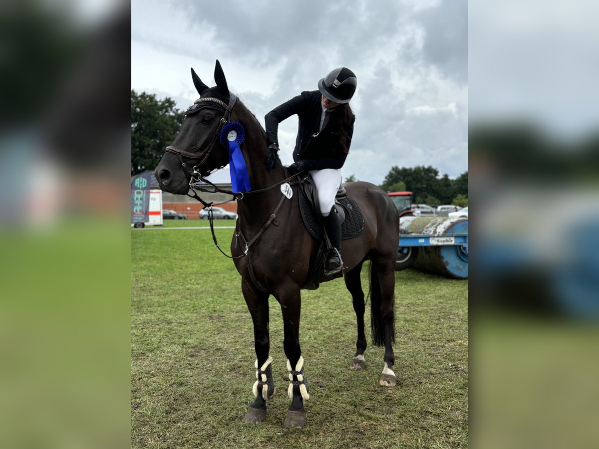 Hannoveraan Ruin 9 Jaar 168 cm Zwart in Nienburg (Weser)
