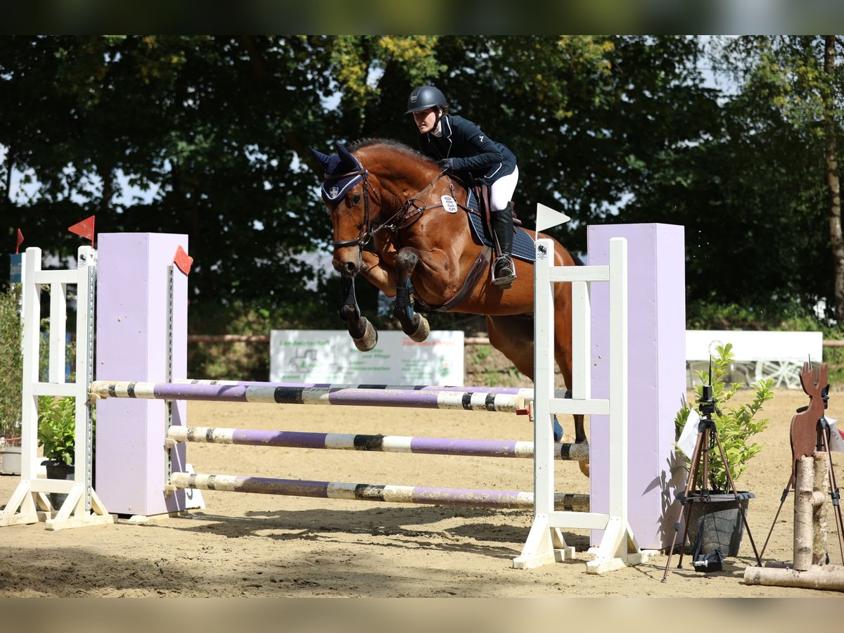 Hannoveraan Ruin 9 Jaar 172 cm Bruin in Bottrop