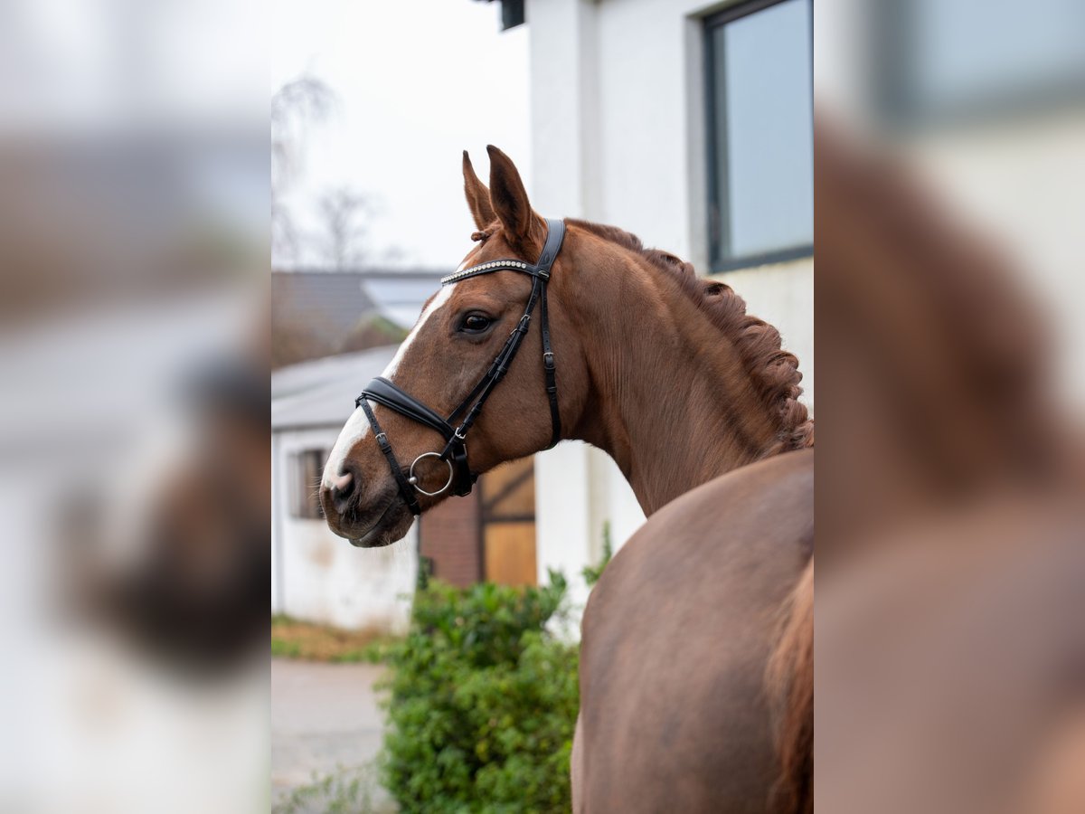 Hannoveraan Ruin 9 Jaar 174 cm Donkere-vos in Geldern