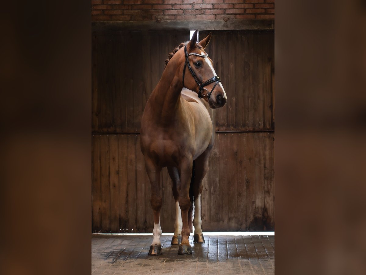 Hannoveraan Ruin 9 Jaar 174 cm Donkere-vos in Geldern