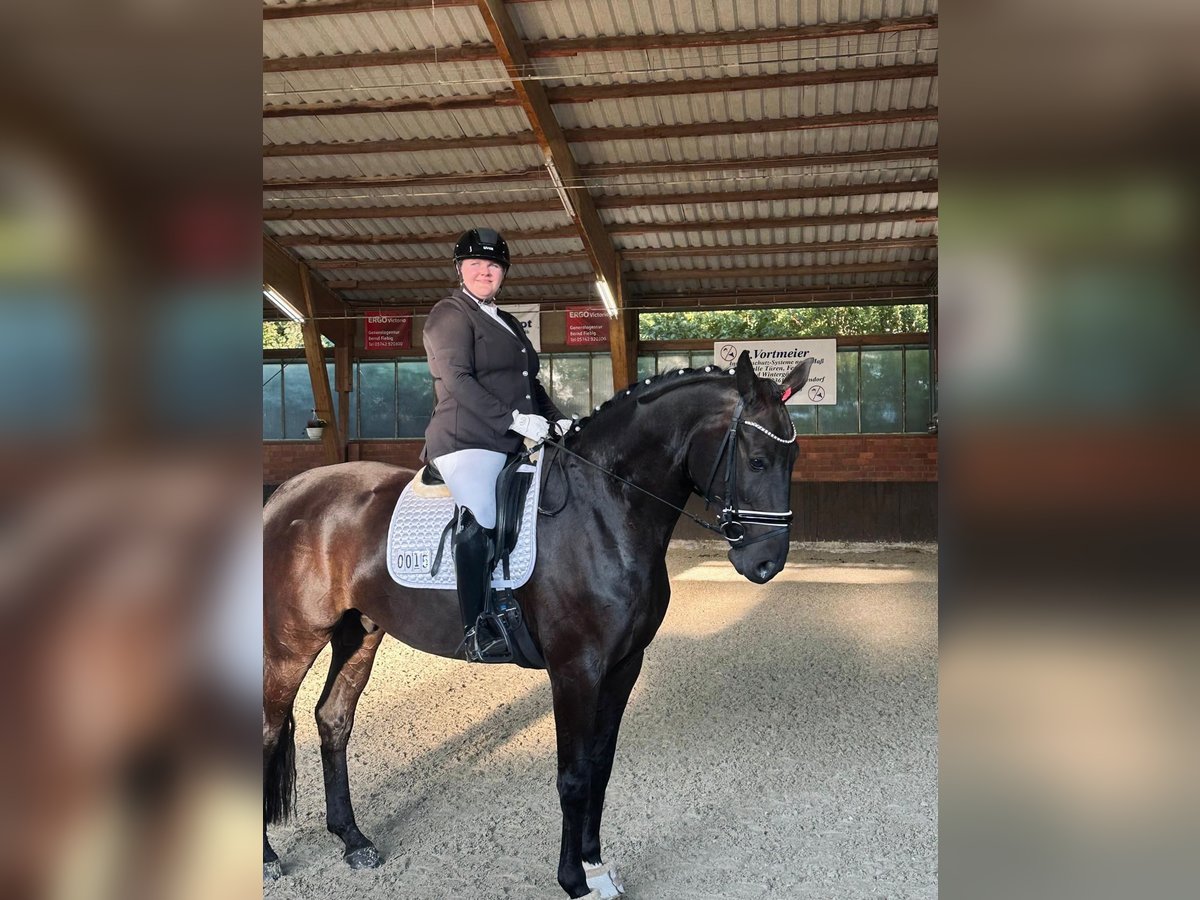 Hannoveraan Ruin 9 Jaar 175 cm Zwartbruin in Landesbergen