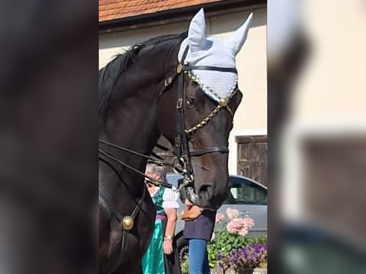 Hannoveraan Ruin 9 Jaar 184 cm Donkerbruin in Bingen