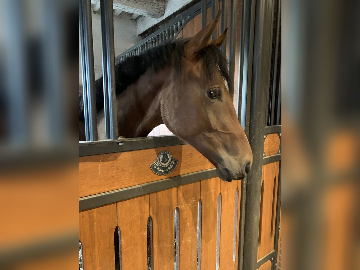 Hannoveranare Hingst 1 år 162 cm Brun in Ayeneux