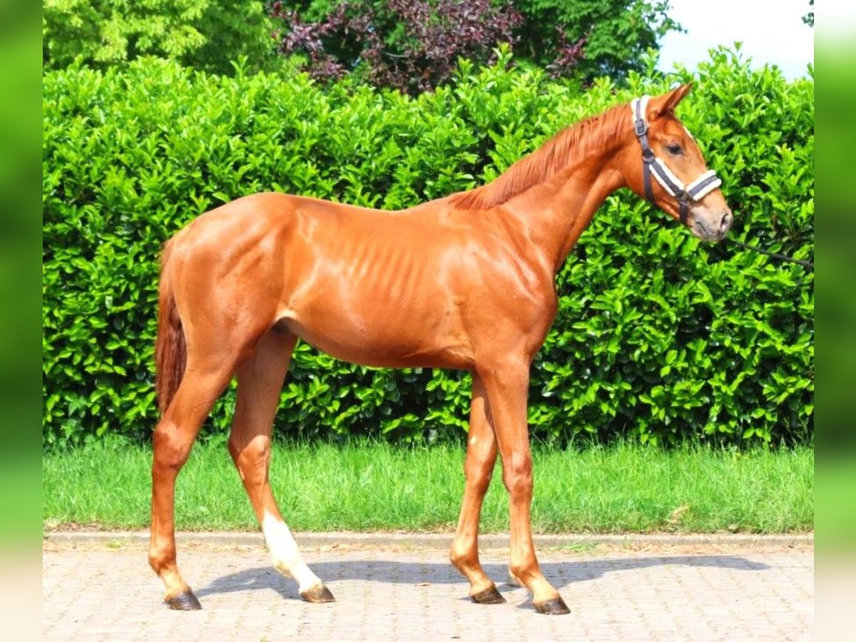 Hannoveranare Hingst 1 år 172 cm fux in Selsingen