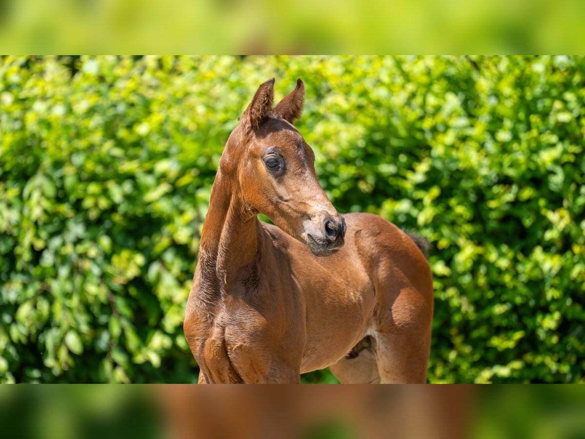 Hannoveranare Hingst 1 år Brun in Viersen