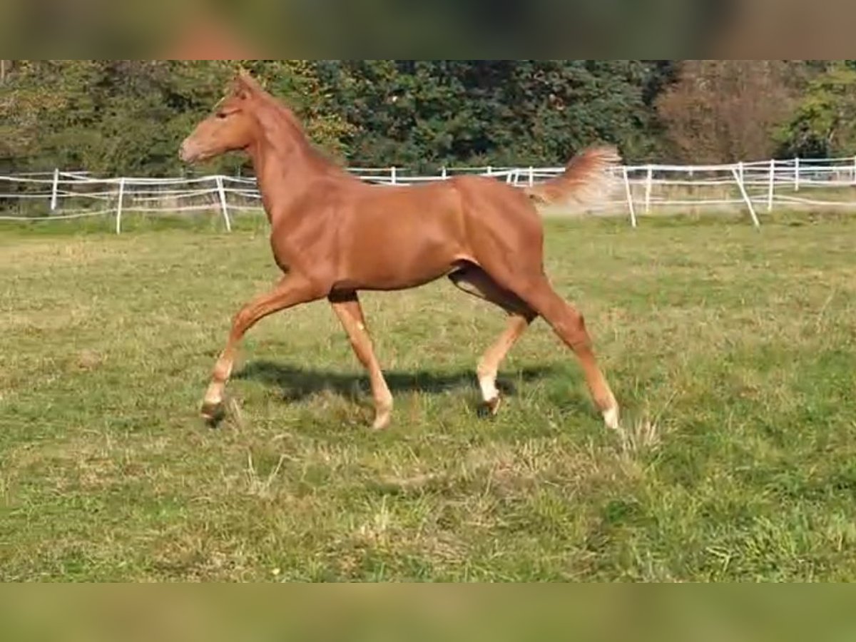 Hannoveranare Hingst 1 år fux in Hahn am See