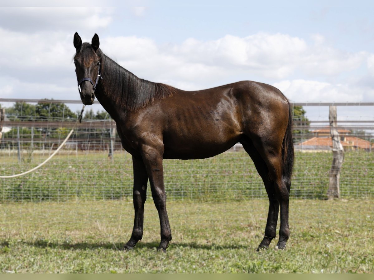 Hannoveranare Hingst 1 år Rökfärgad svart in Strausberg