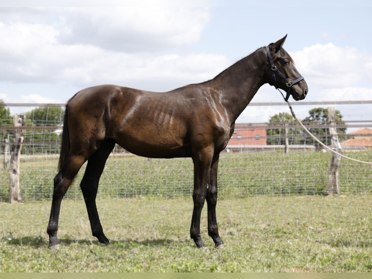 Hannoveranare Hingst 1 år Rökfärgad svart in Strausberg