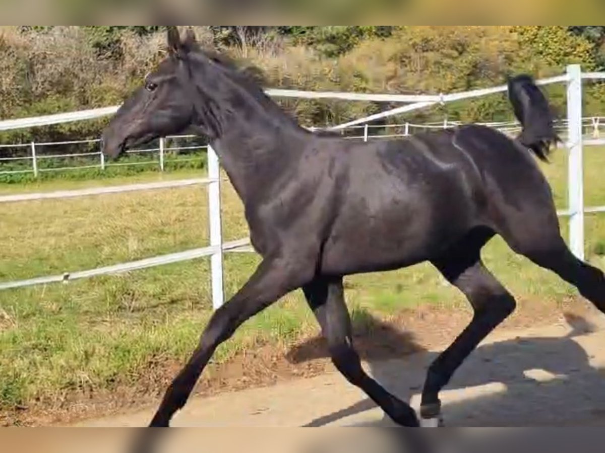 Hannoveranare Hingst 1 år Svart in Hahn am See