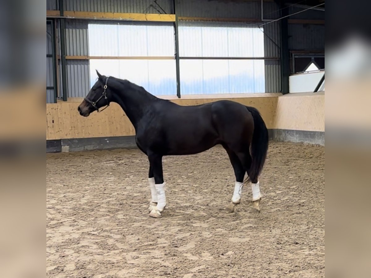 Hannoveranare Hingst 2 år 165 cm Mörkbrun in Deinstedt