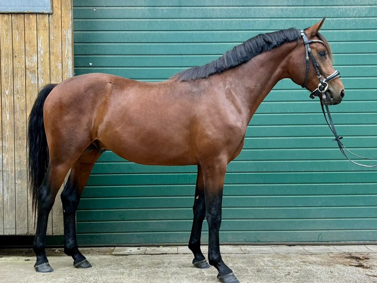 Hannoveranare Hingst 2 år 170 cm Brun in Berne