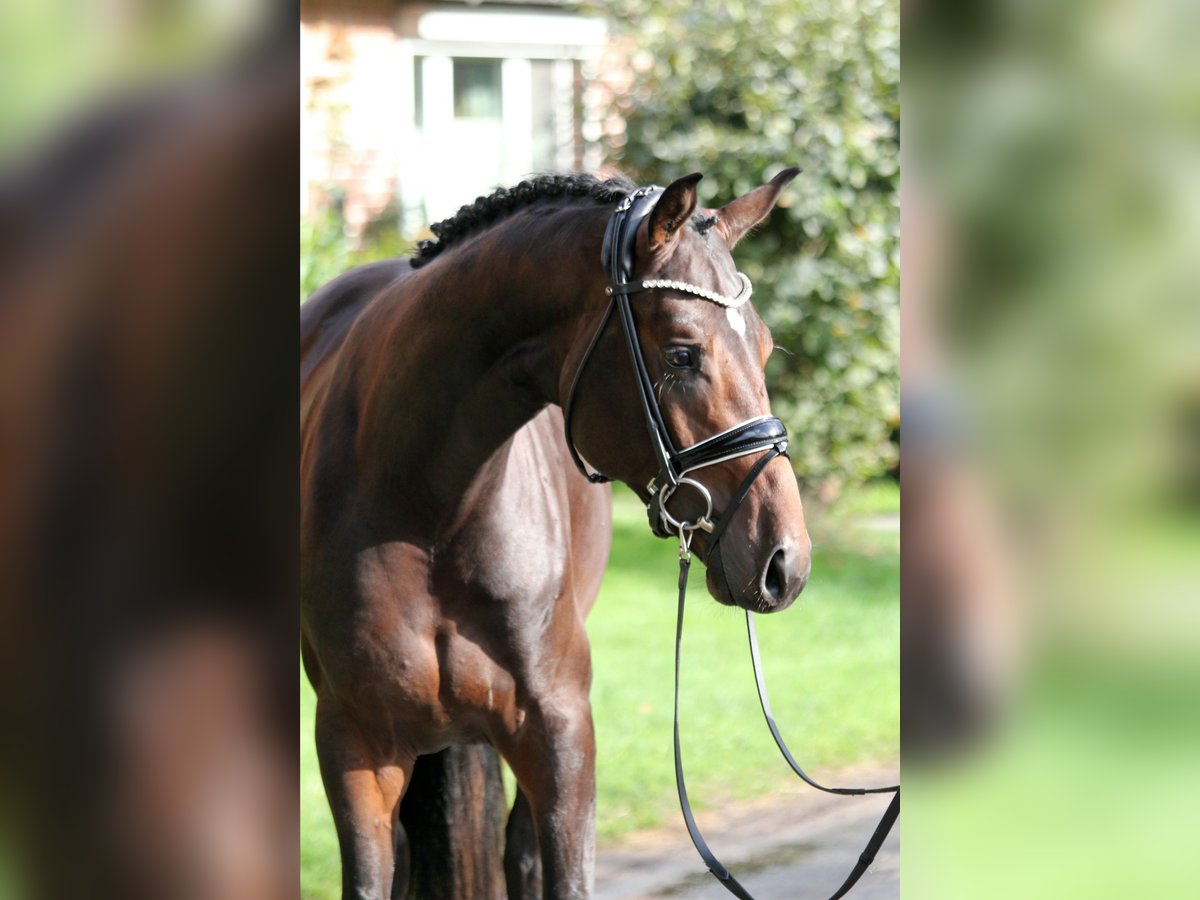 Hannoveranare Hingst 2 år 172 cm Mörkbrun in Kutenholz