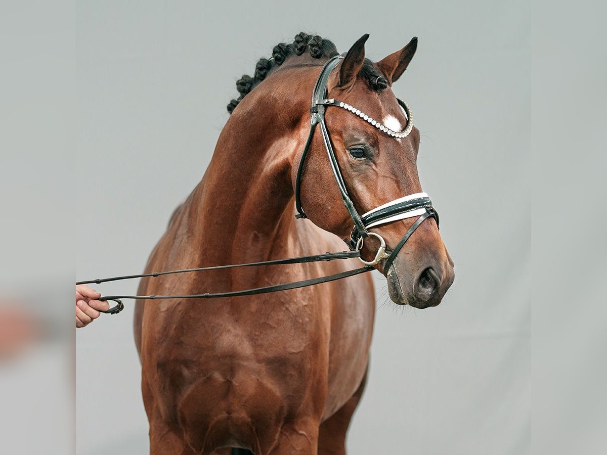 Hannoveranare Hingst 2 år Brun in Münster-Handorf