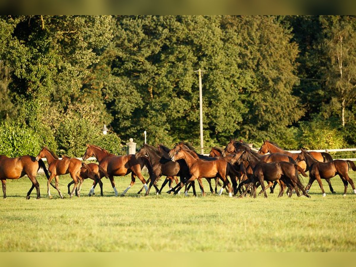 Hannoveranare Hingst 2 år in Coesfeld