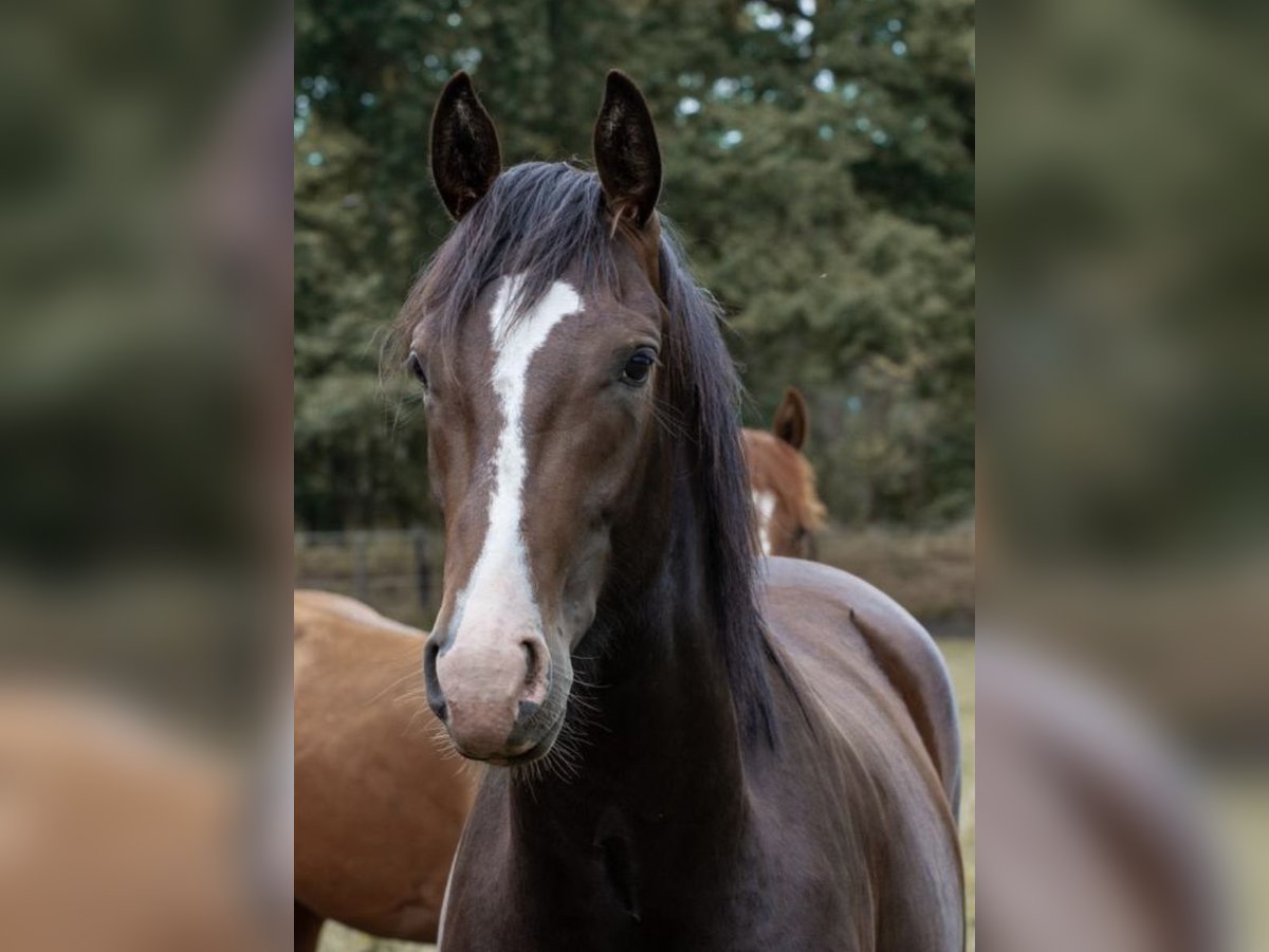 Hannoveranare Hingst 3 år 165 cm Mörkbrun in Nienburg (Weser)