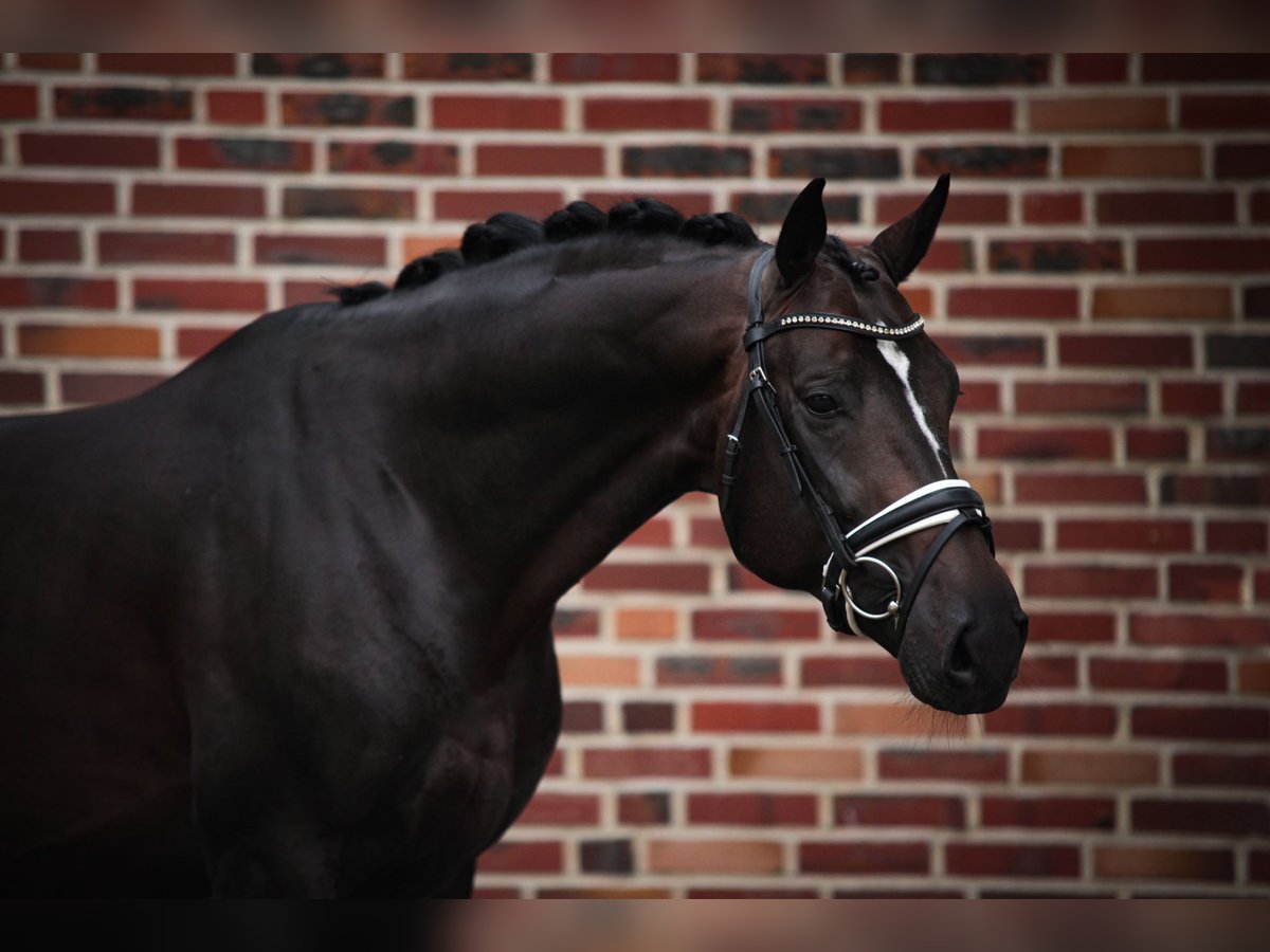 Hannoveranare Hingst 6 år 170 cm Brun in Rhede