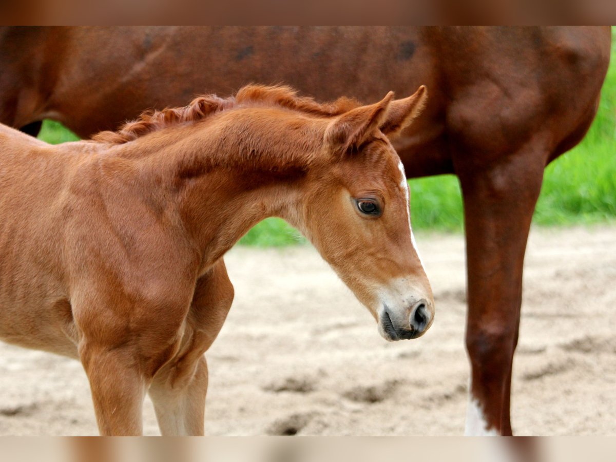 Hannoveranare Hingst Föl (05/2024) 168 cm fux in Kutenholz