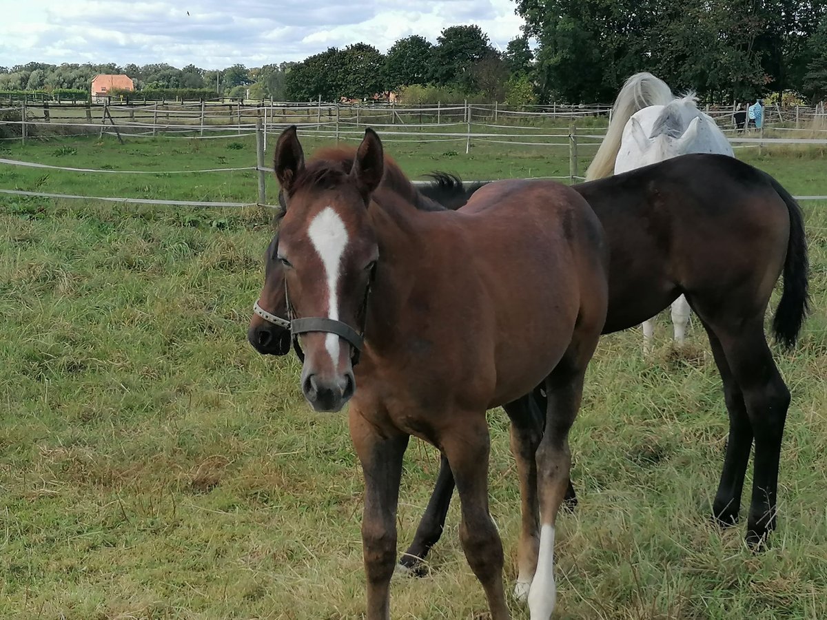 Hannoveranare Hingst Föl (06/2024) 168 cm fux in Kempen