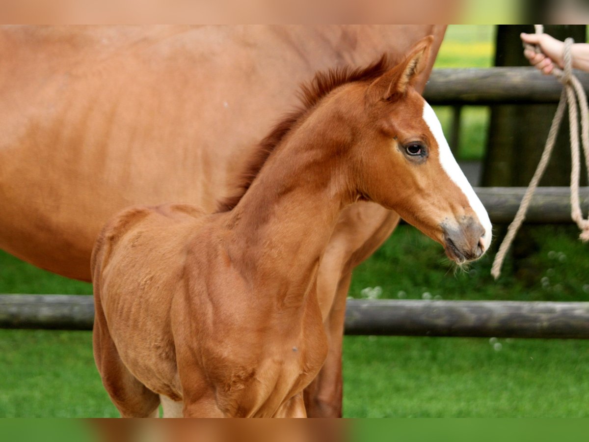 Hannoveranare Hingst Föl (05/2024) 168 cm fux in Kutenholz