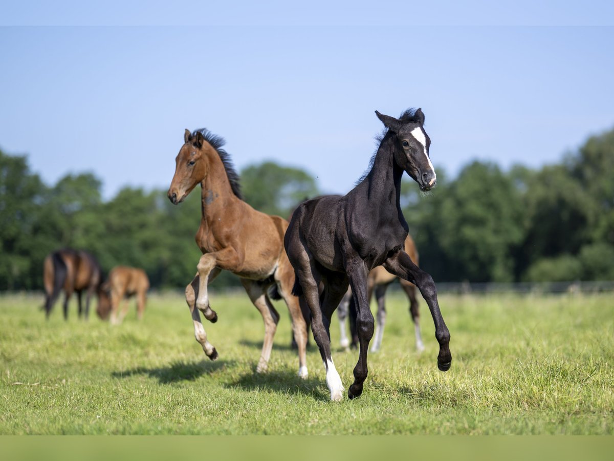 Hannoveranare Hingst Föl (03/2024) 170 cm Brun in Winsen (Luhe)