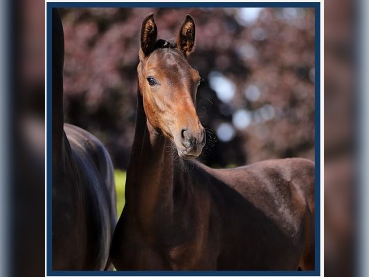 Hannoveranare Hingst Föl (04/2024) 170 cm Mörkbrun in neuerburg