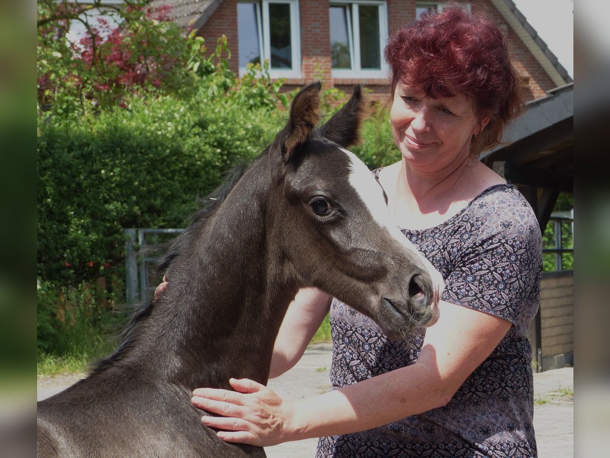 Hannoveranare Hingst Föl (05/2024) 170 cm Svart in Celle