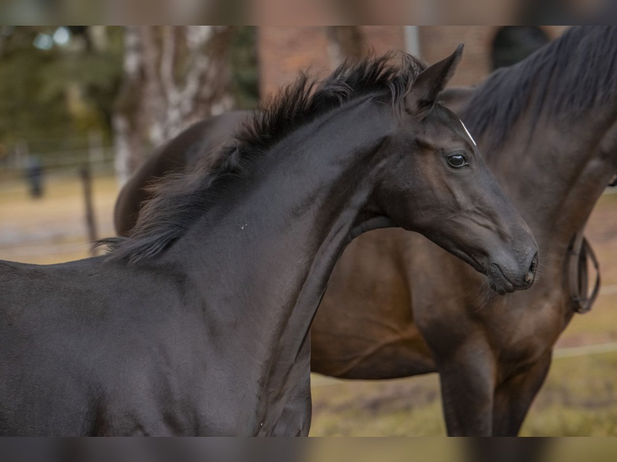 Hannoveranare Hingst Föl (05/2024) 170 cm Svart in Hagen im Bremischen